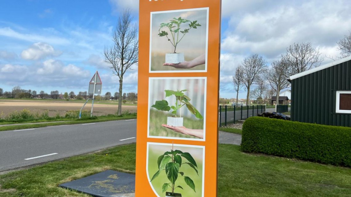 Globe plant